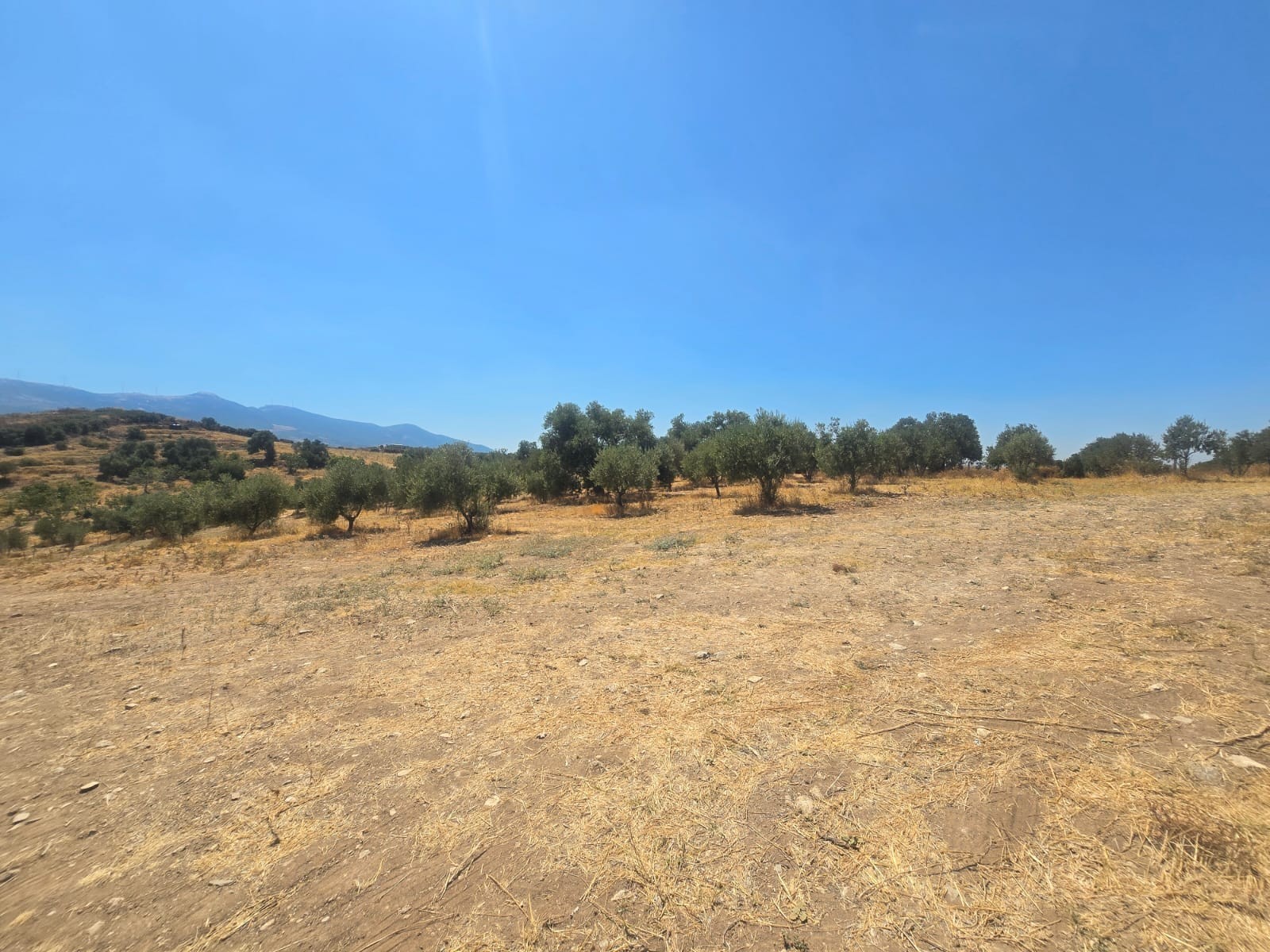 25.500 m² Feld geeignet für die Gründung einer Farm in Izmir Tire