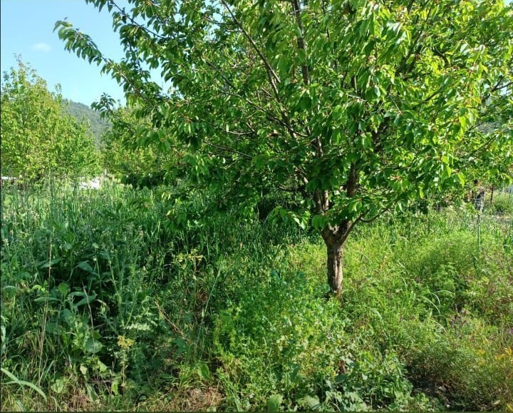 Zwei nebeneinander liegende Kirschplantagen in Kirazlı