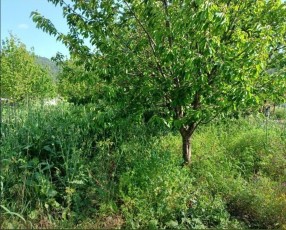 Two Side-by-Side Cherry Orchards in Kirazlı