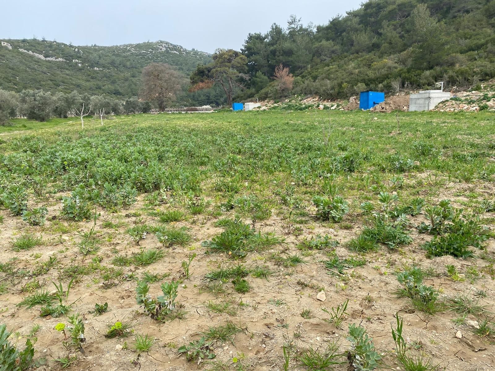 2716 m² field in Kirazlı Dereboğaz area.