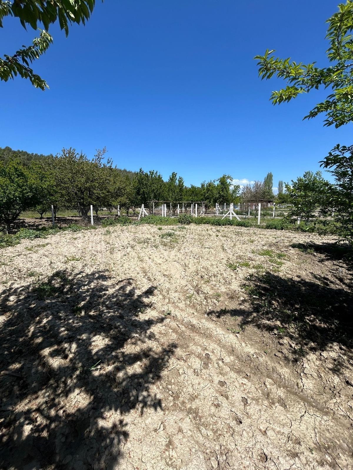 🍒 Verger de cerisiers à vendre à Kirazlı Village, Kuşadası, 765 m²